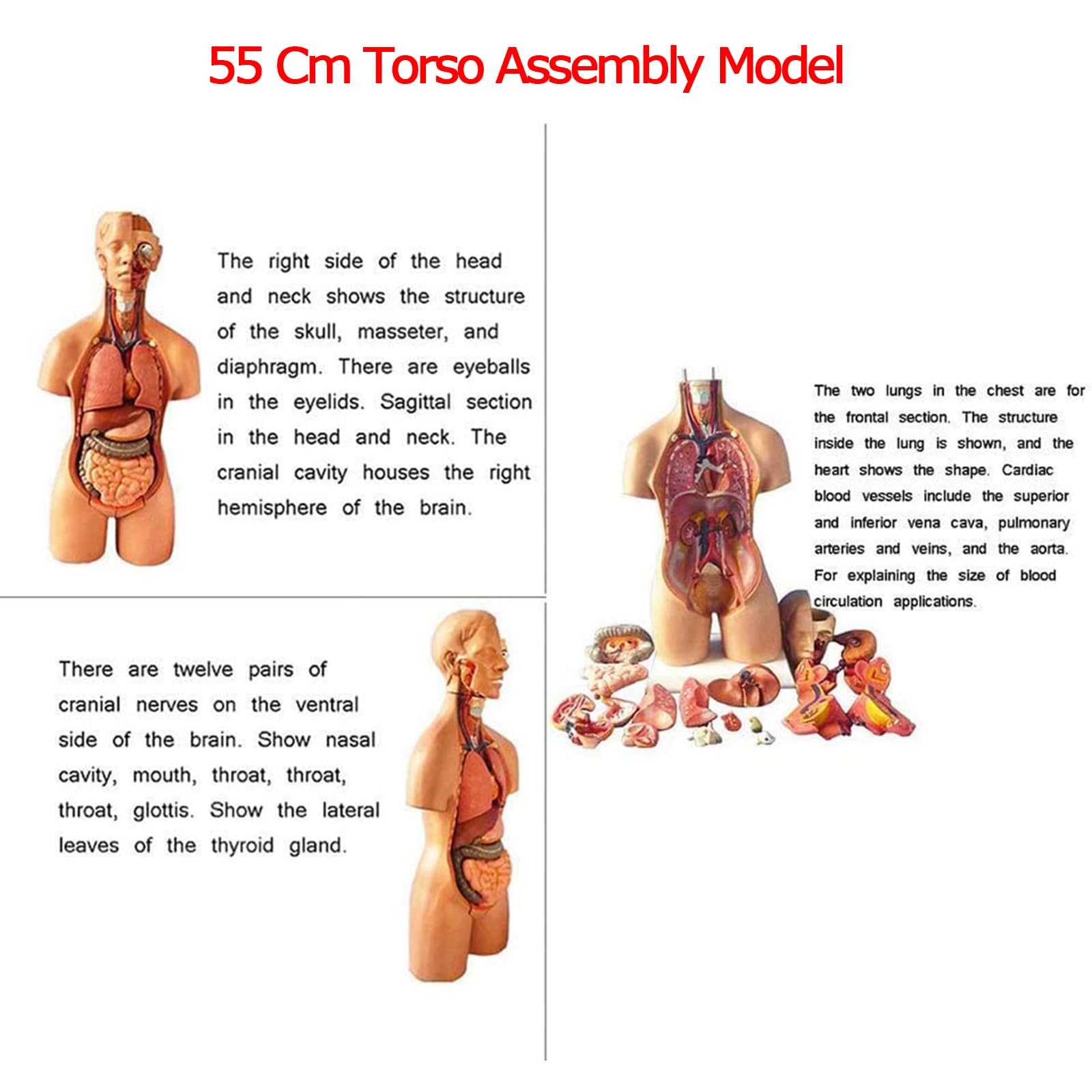 Modelo de ensamblaje del Torso de 55 cm Órganos internos anatómicos del Cuerpo Humano Anatomía del Pecho del Cuerpo Humano para educación y enseñanza