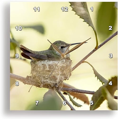 3dRose 3D Rose USA, Arizona, Tucson, Sonoran Desert Museum. Colibrí en su nido. -Reloj de pared, 15 pulgadas (DPP_206814_3)