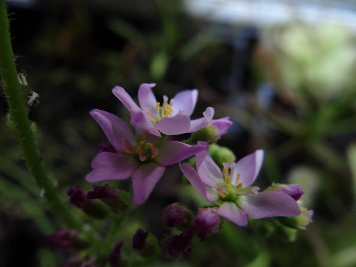 Self-Watering Cape Sundew - Drosera capensis - Carnivorous Plant