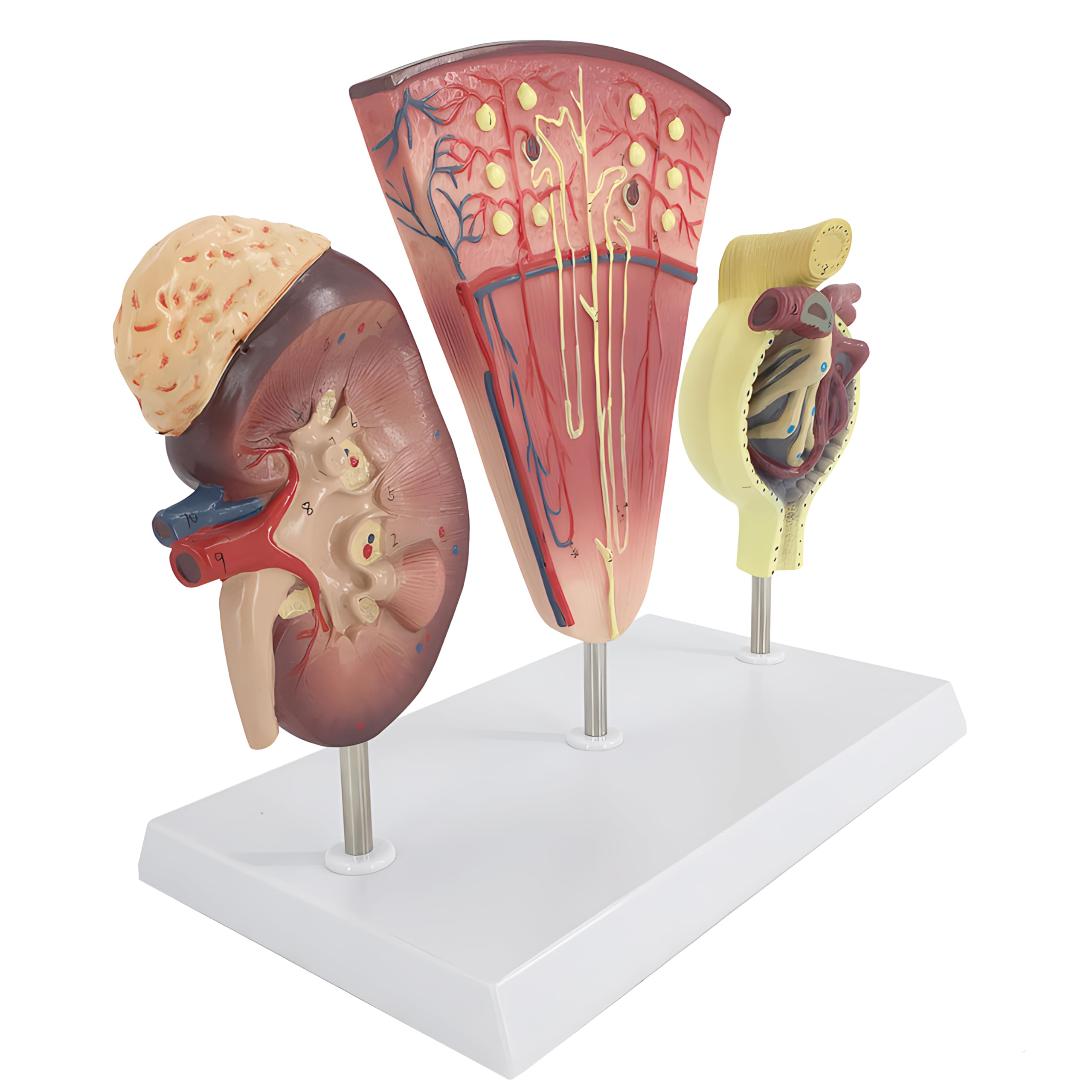 Medical School Teaching Aid Human Kidney Anatomy Model - Life Size PVC ...