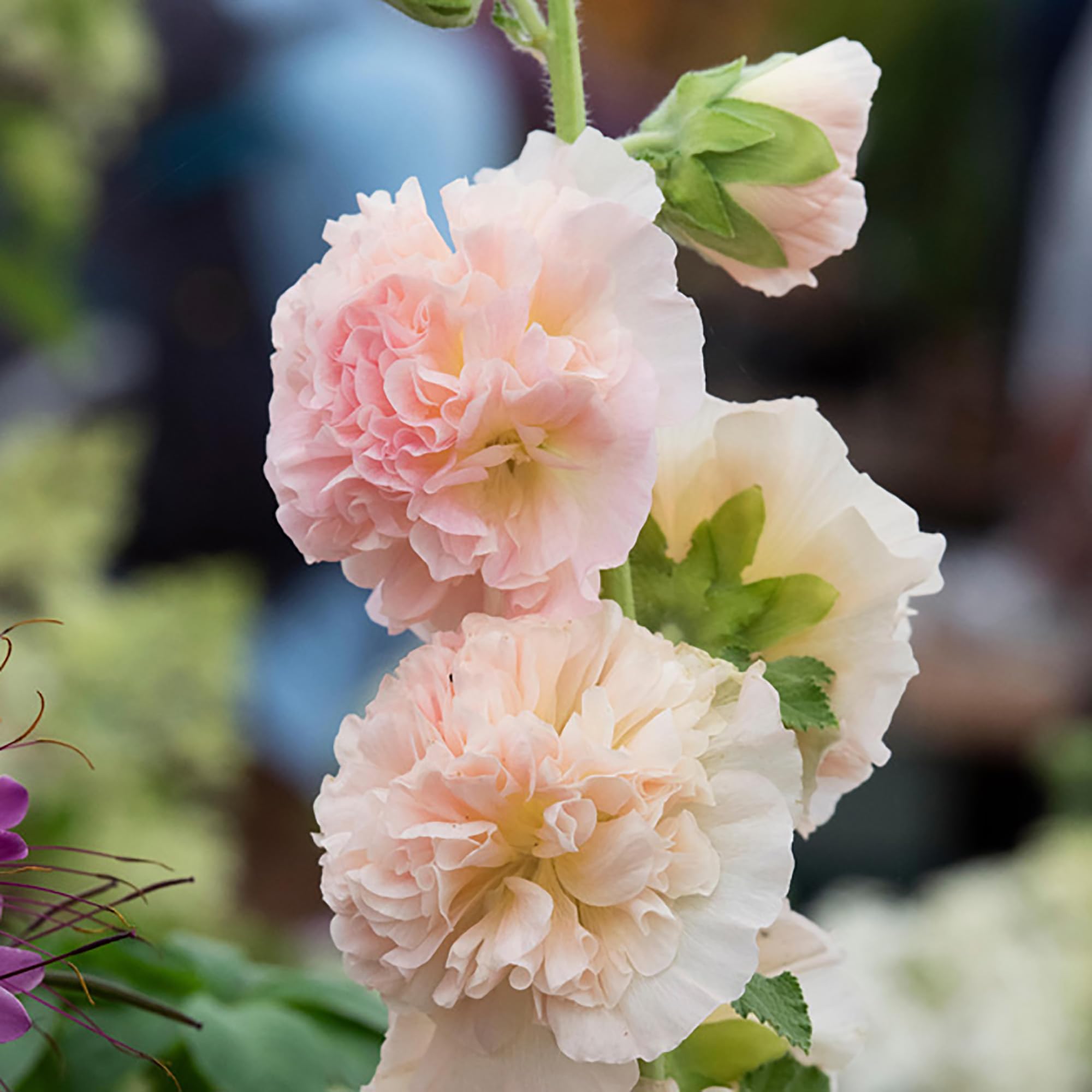 Amazon.com : QAUZUY GARDEN 75+ Apricot Peach Parfait Hollyhock