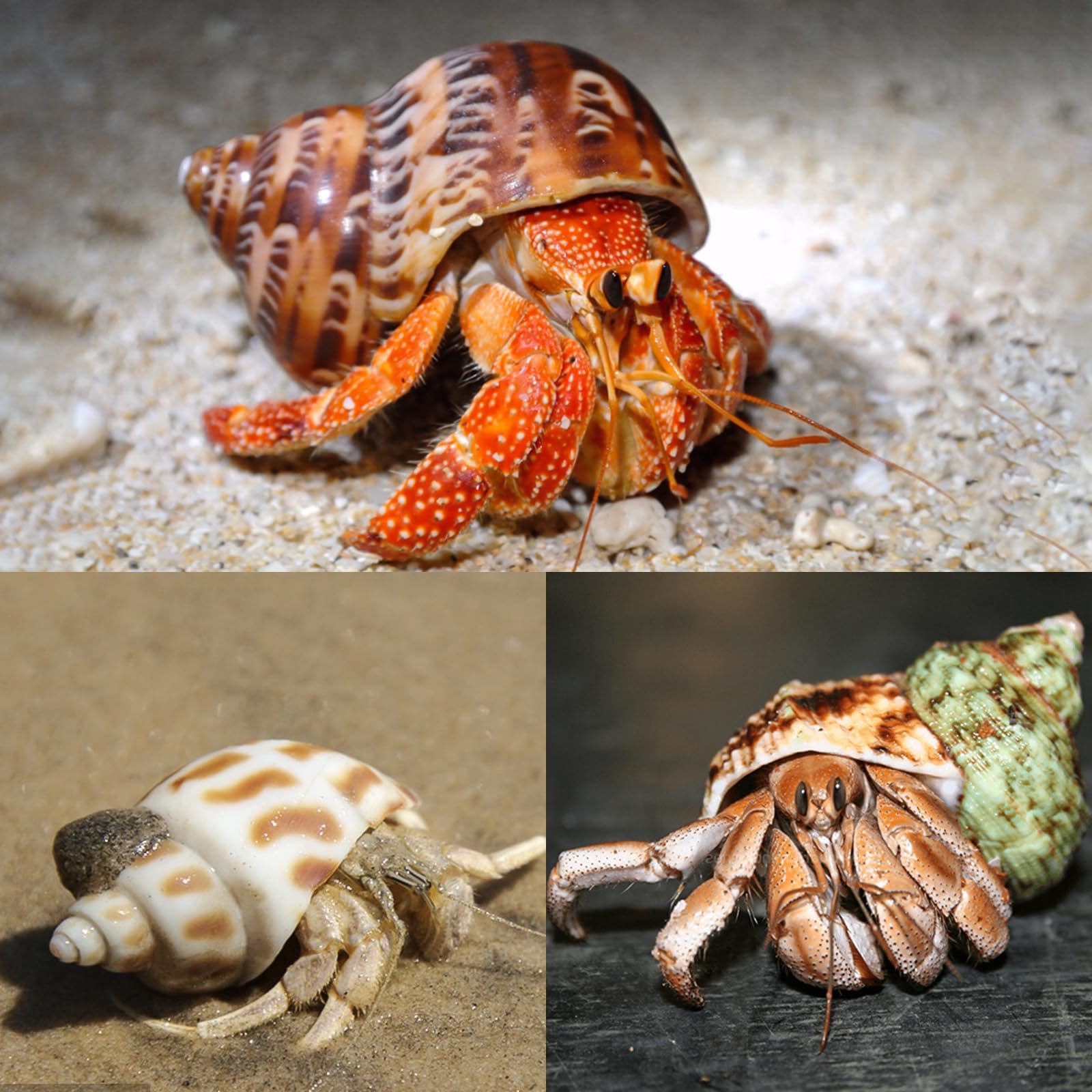 5PCS Medium Large Natural Turbo Seashells For Hermit Crabs - 2.2-3.4 Inch Conch Shells With 1.5-2 Inch Openings