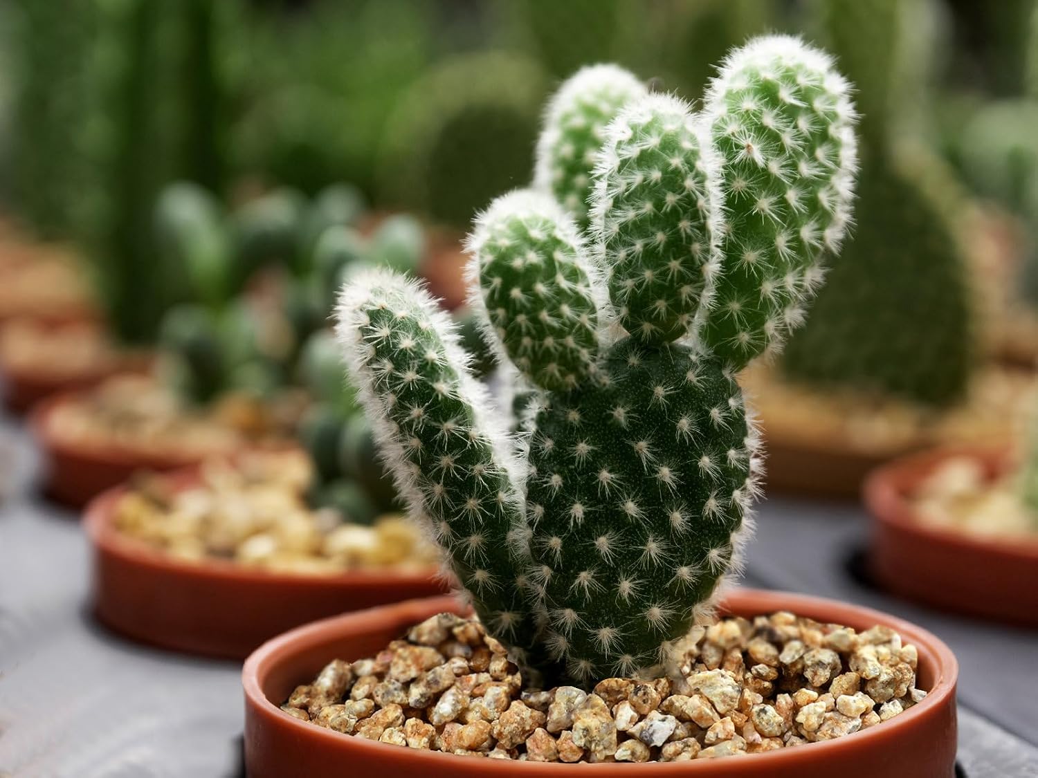 Boniosz 5lb 3-6mm Maifanitum Stones, Soil Amendment for Succulents & Bonsai