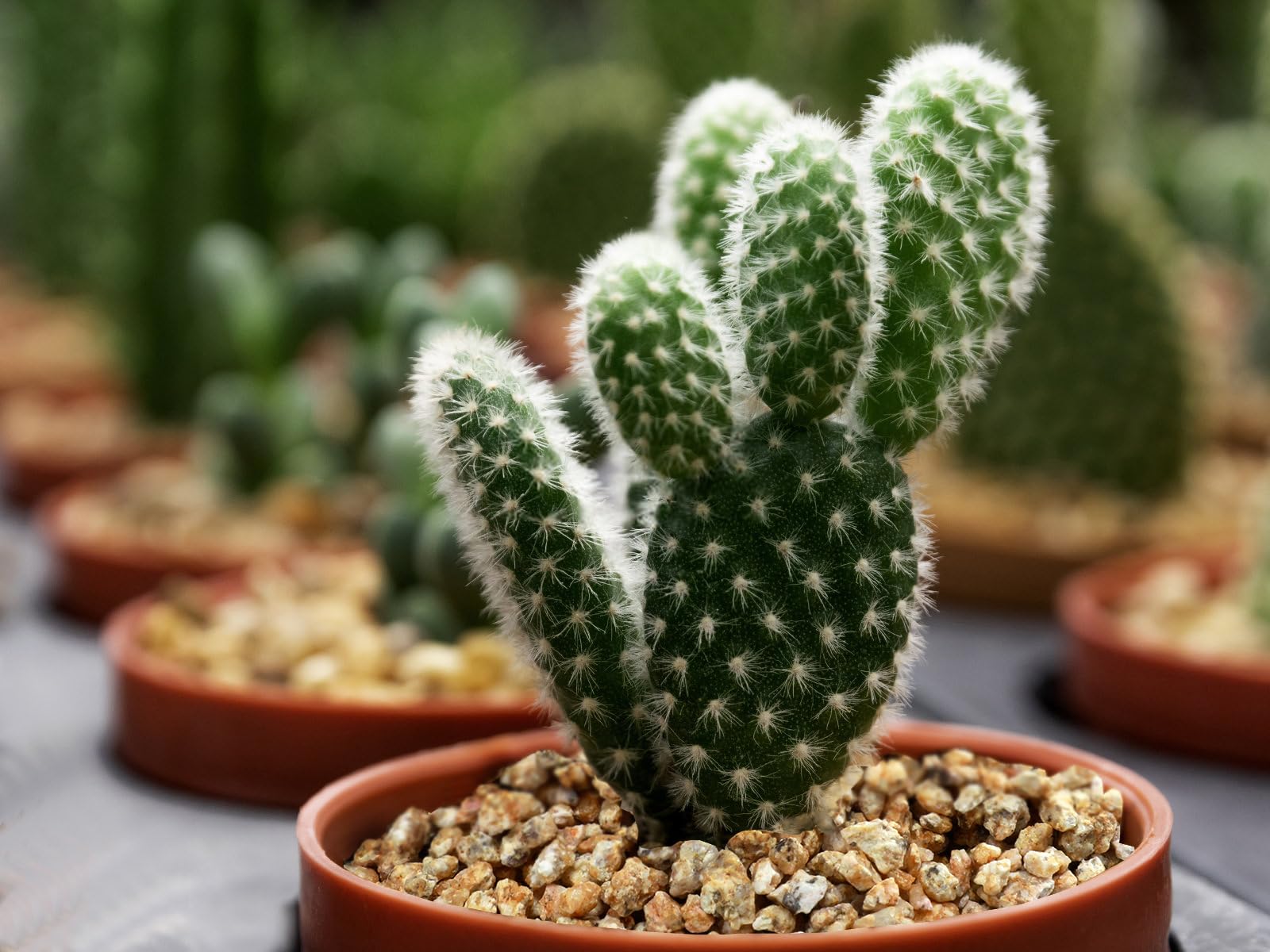 Amazon.com : Boniosz 2lb Succulent and Cactus Maifanitum Stones, Dcor &  Additive Rocks,DIY Rocks Gravel for Bonsai, Fairy Gardening, Vases Fillers,  Terrarium : Patio, Lawn & Garden