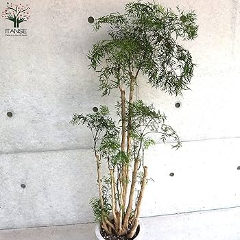 タイワンモミジ。常緑樹 。観葉植物 。鉢ごと無料で発送致します。 タイワンモミジ。観葉植物。鉢ごと無料で発送致します。