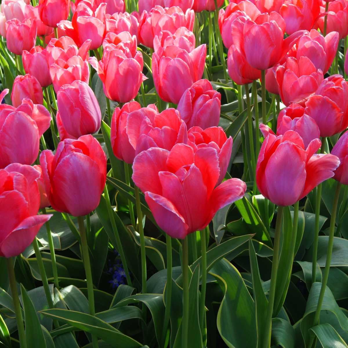 Tulipa Design Impression - BIO 250 Tulpenzwiebeln aus Holland