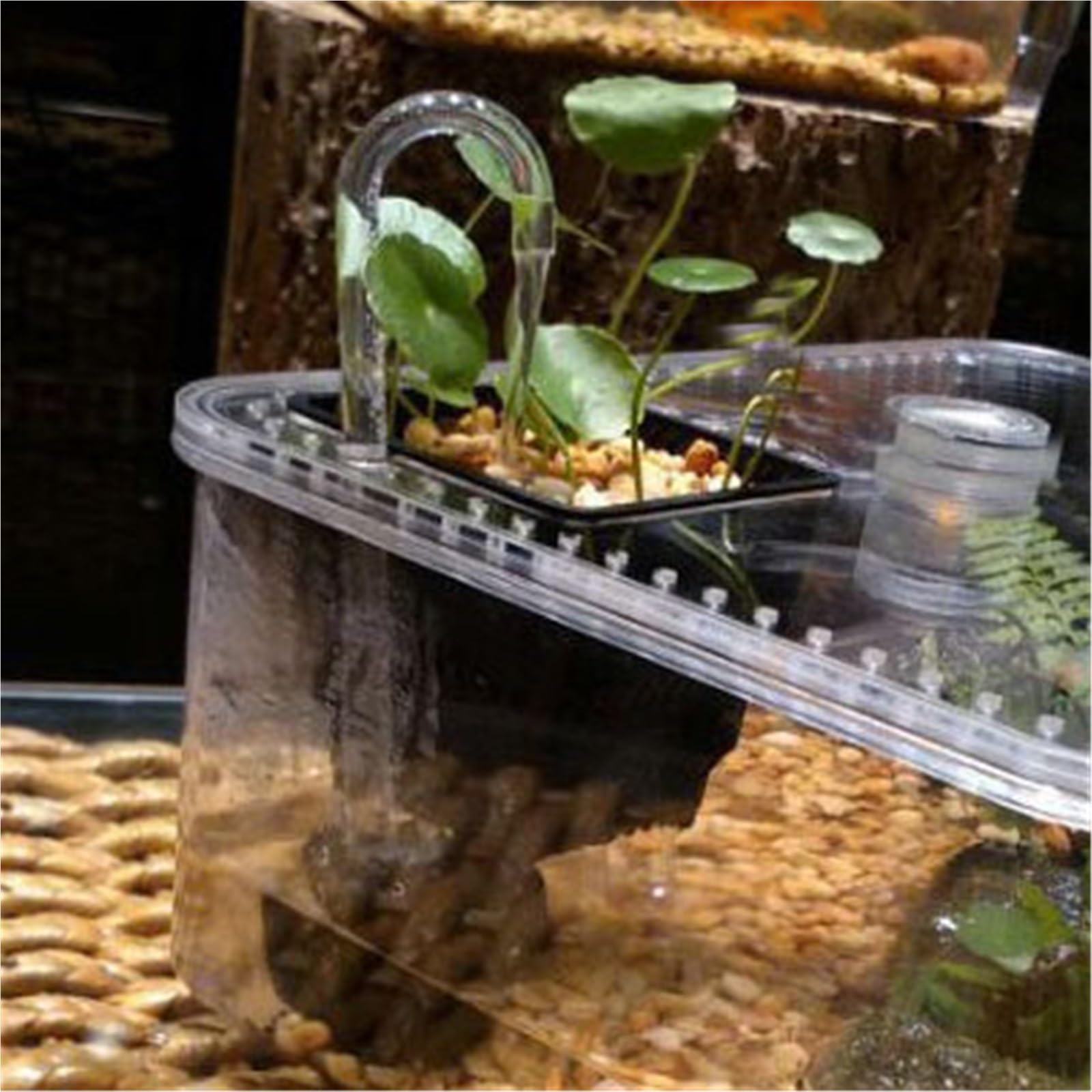 Acquario per tartarughe Acquario e terra for l'allevamento delle tartarughe con piattaforma for l'essiccazione al sole, piccolo desktop