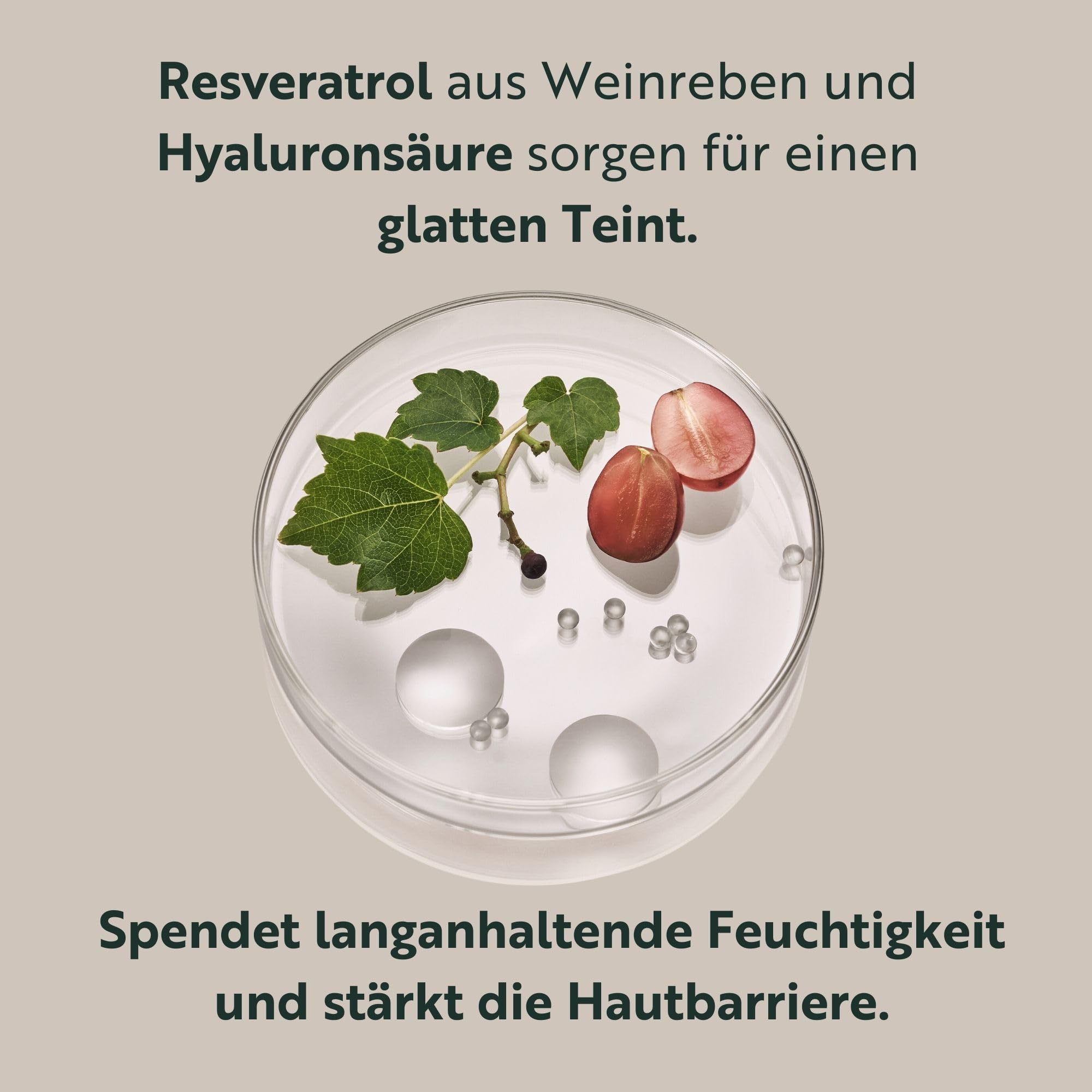 M. Asam Resveratrol Premium NT50 Longevity Lifting Day Cream SPF 15 (100ml) | Anti Aging Tagescreme für Straffere Haut, Anti Falten Wirkung