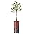 SIGNWIN Eucalyptus Tree with White, Red, Black & White Paint Splatter Color Block Vase Abstract Rocky Minimalism Zen Dramatic Multicolor Dark for Living Room, Bedroom, Office - X-Large 5 Feet (60")