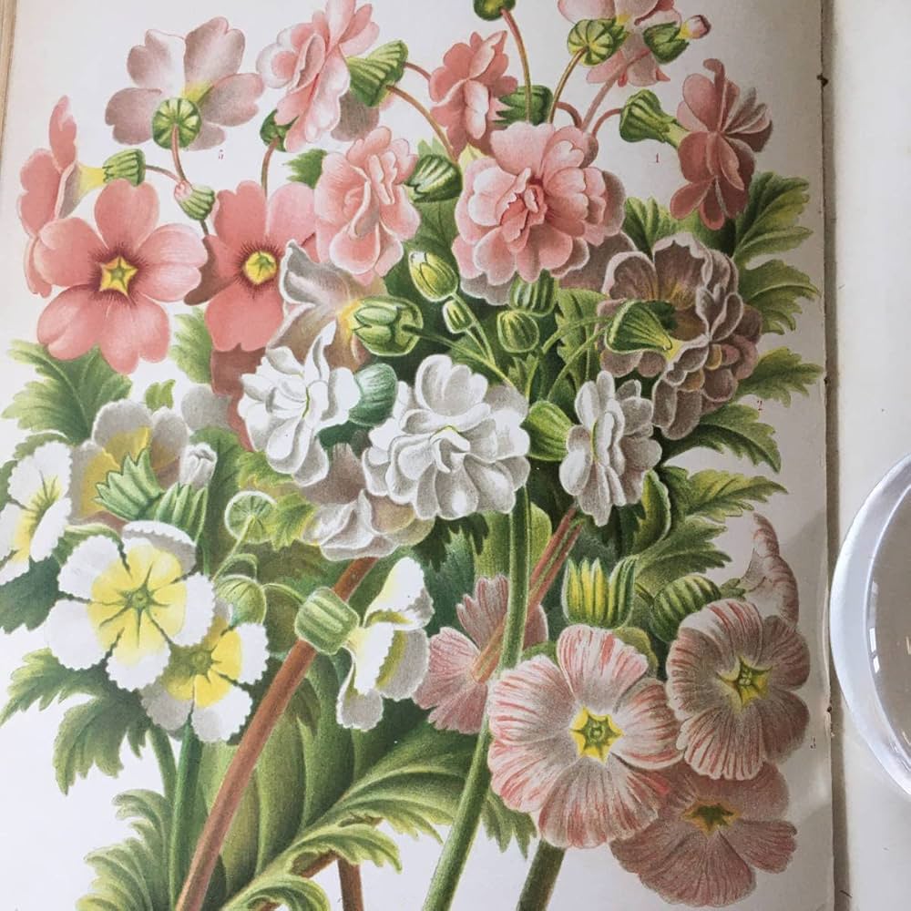 ビンテージ植物図鑑リトグラフ ボタニカルアート 植物図鑑 リトグラフ アンティーク 原画 絵画