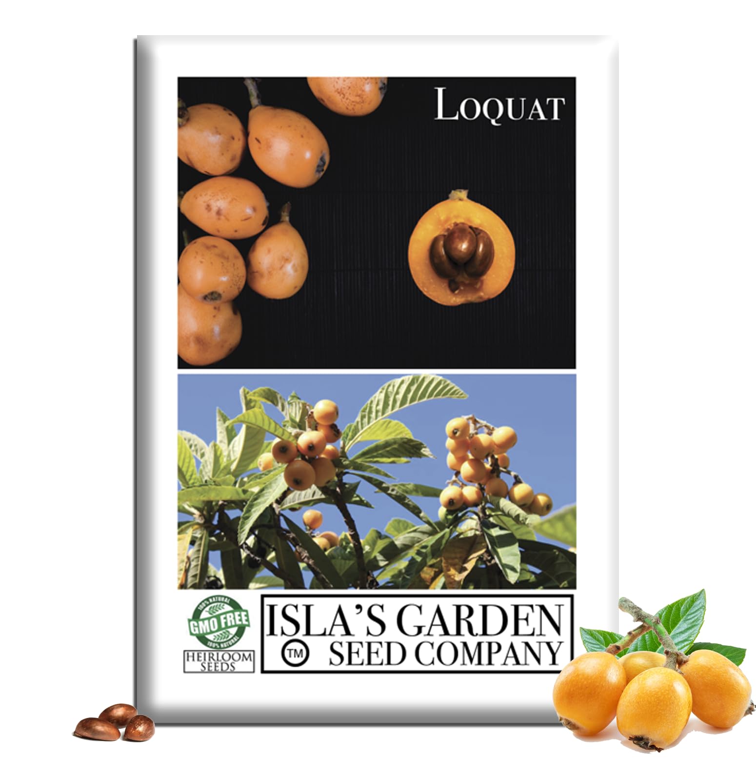 Loquat Fruit Tree Seeds (Eriobotrya Japonica) – 3 Heirloom Non-GMO Seeds by Isla’s Garden Seeds, Evergreen Tropical Tree, Sweet Golden Fruit, Spring Harvest, Backyard Orchard Favorite, Gift Idea