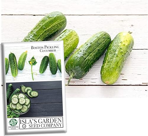 Boston Pickling - Semillas de pepino para plantar, más de 100 semillas tradicionales por paquete, semillas de jardín de Isla (semillas de jardín de