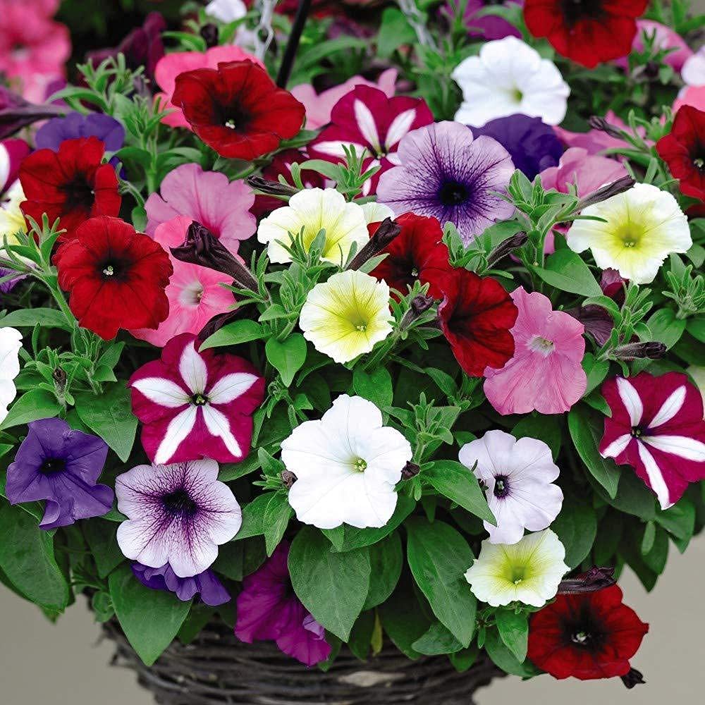 See full amazon price history chart for FLARE SEEDS Petunia Mixed Flower Seeds Pack of 200 Seeds FLARE SEEDS Petunia Mixed Flower Seeds Pack of 200 Seeds (B09BLKW6JL) Amazon Price History, Amazon Price Tracker