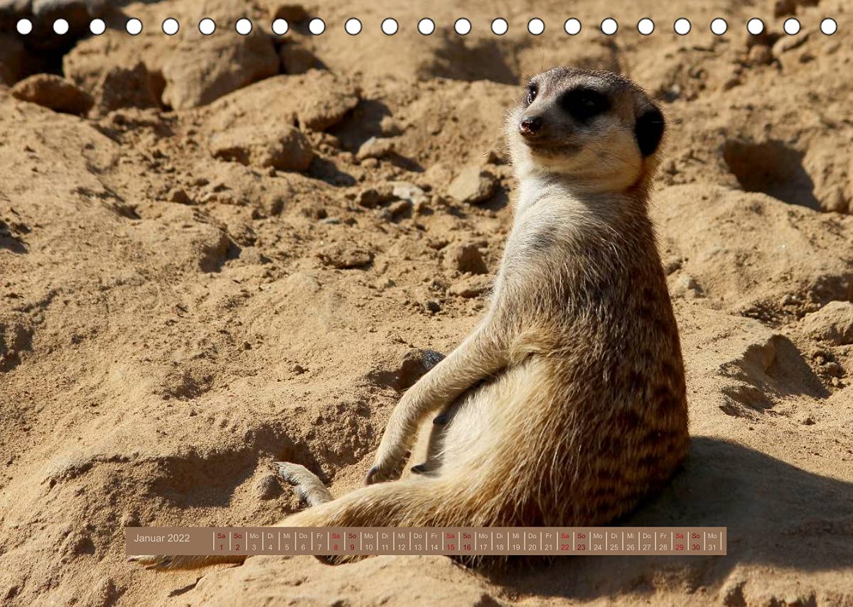 Erdmännchen (Tischkalender 2022 DIN A5 quer): Eine putzige Erdmännchenfamilie (Monatskalender, 14 Seiten ) (CALVENDO Tiere)