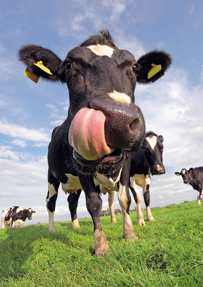 Edition Colibri Funny Cows 2 Postcards (10529)