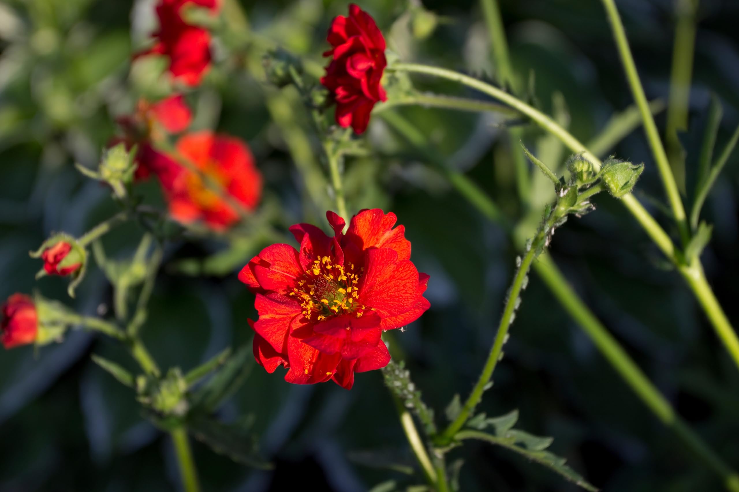 Stauden Gänge 10 x Geum chiloense 'Mrs Bradshaw winterhart