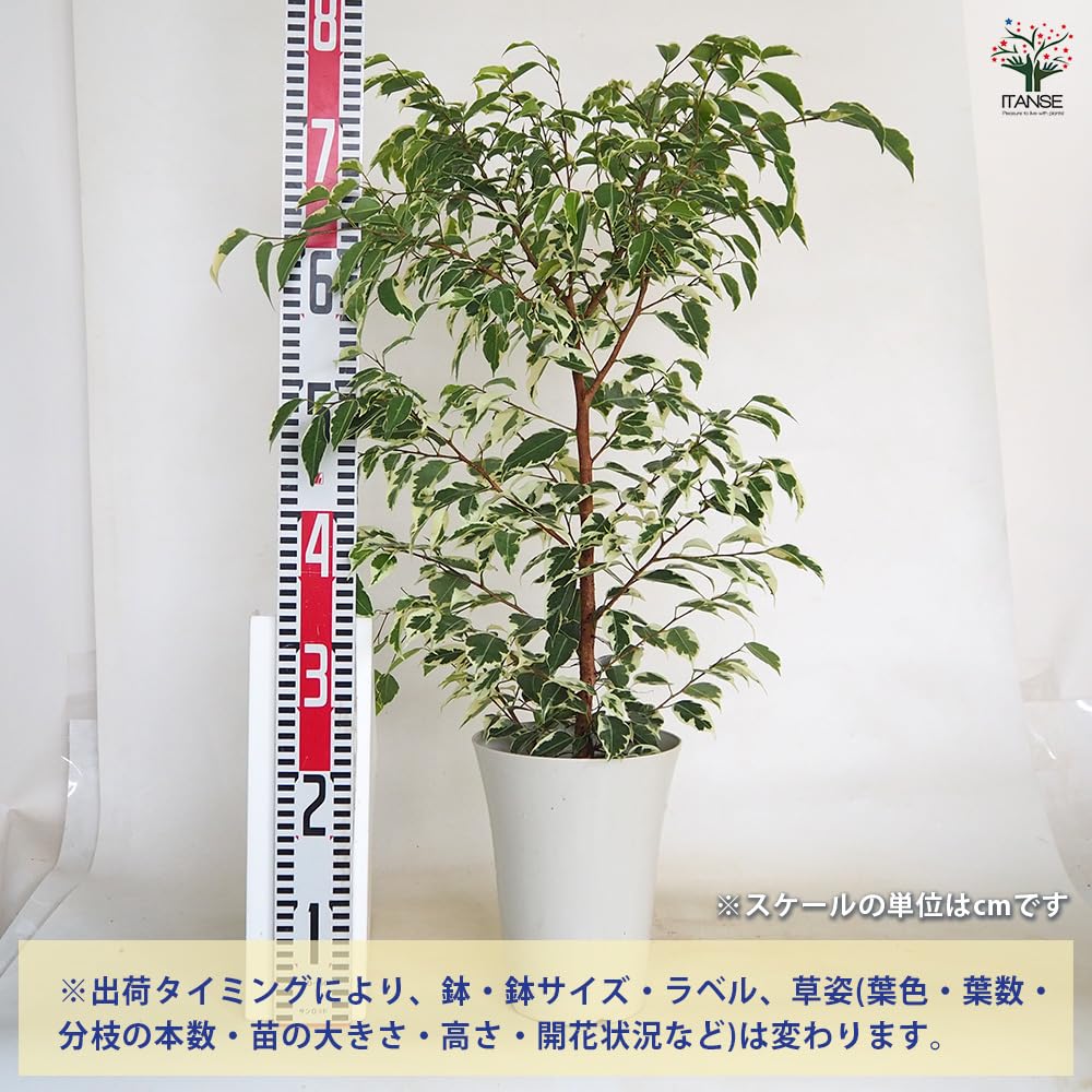 Amazon｜ITANSE フィカス ベンジャミン バリエガータ 6号 1個