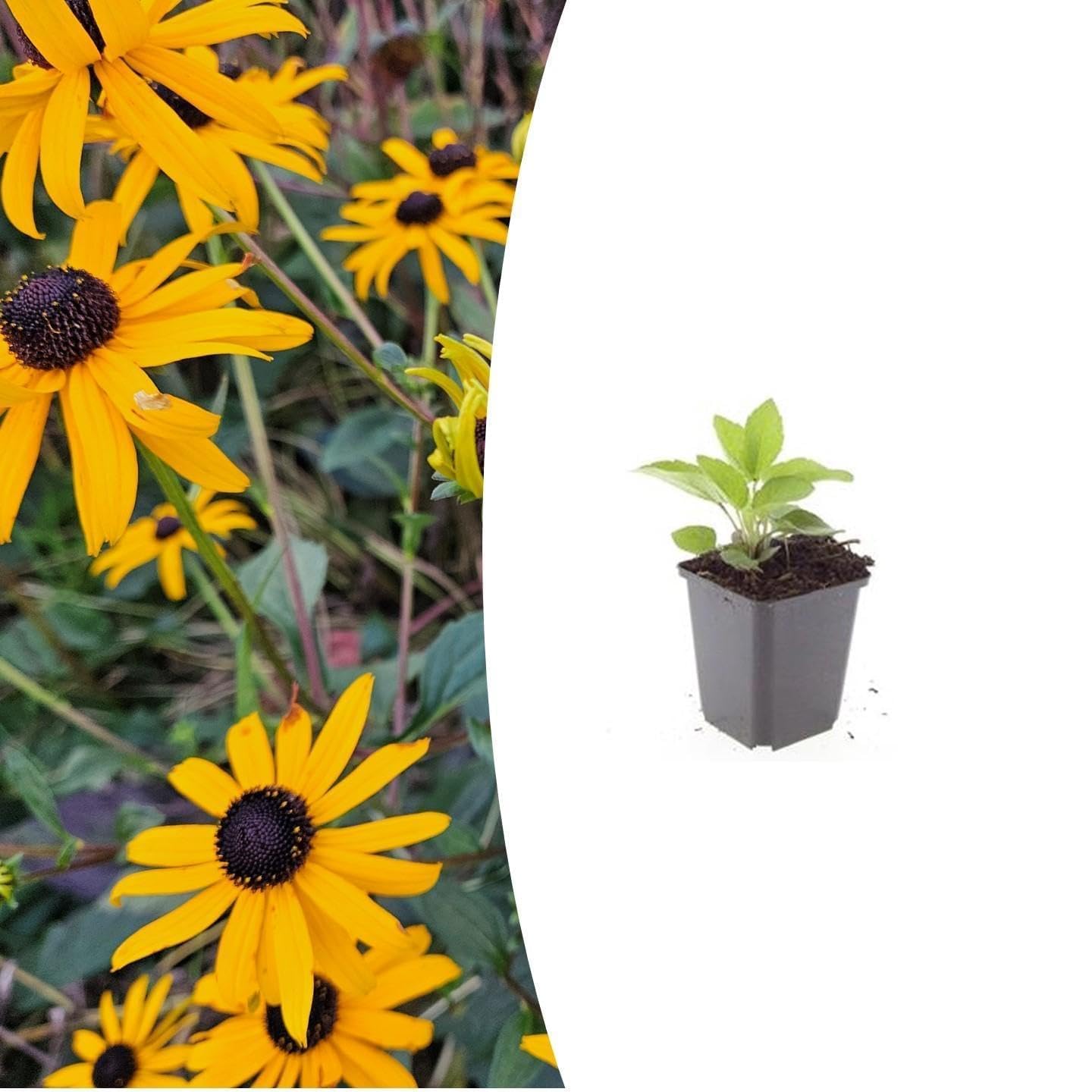 Rudbeckia Goldsturm Perenni, da Giardino, Giallo Oro, Set 12, Vaso Ø 9 cm