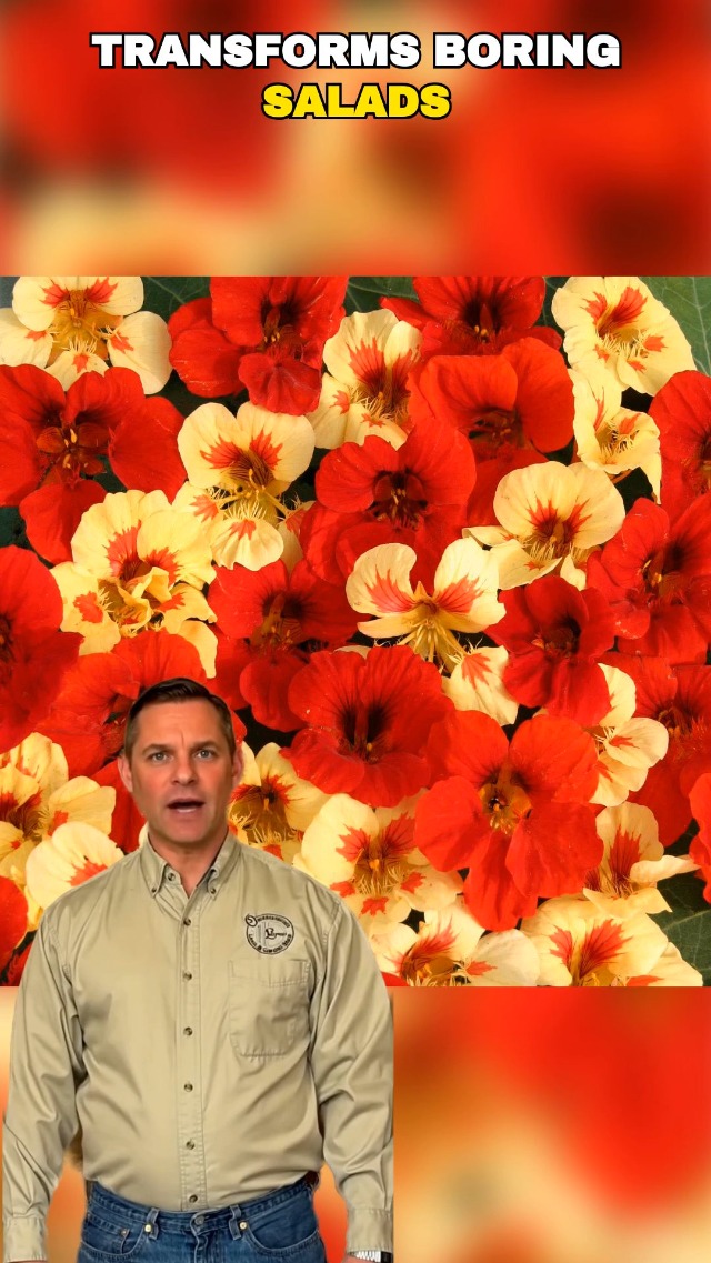 Amazon.com : Outsidepride Yellow Moonlight Nasturtium Seeds - 200