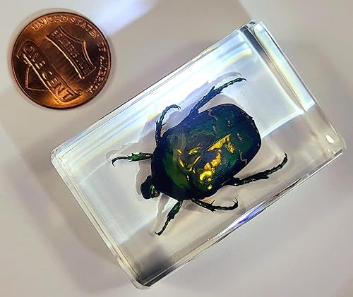 Miniatura 2 de Escarabajo británico Chafer de rosa real de 1.732 pulgadas en resina de lucita cristalina, muestra preservada de cetonia aurata, insectos,