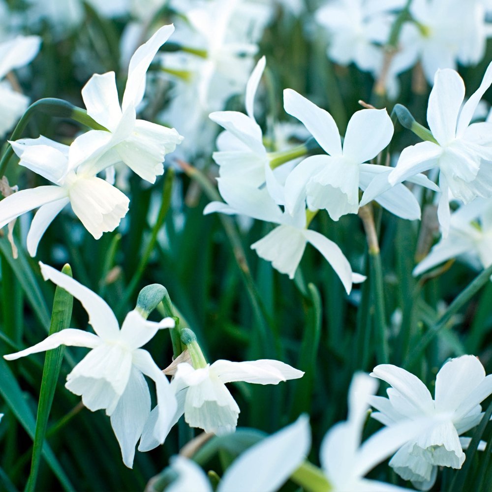 Narcissus Thalia Indoor Outdoor Spring Flowering Bulbs Plants (10)