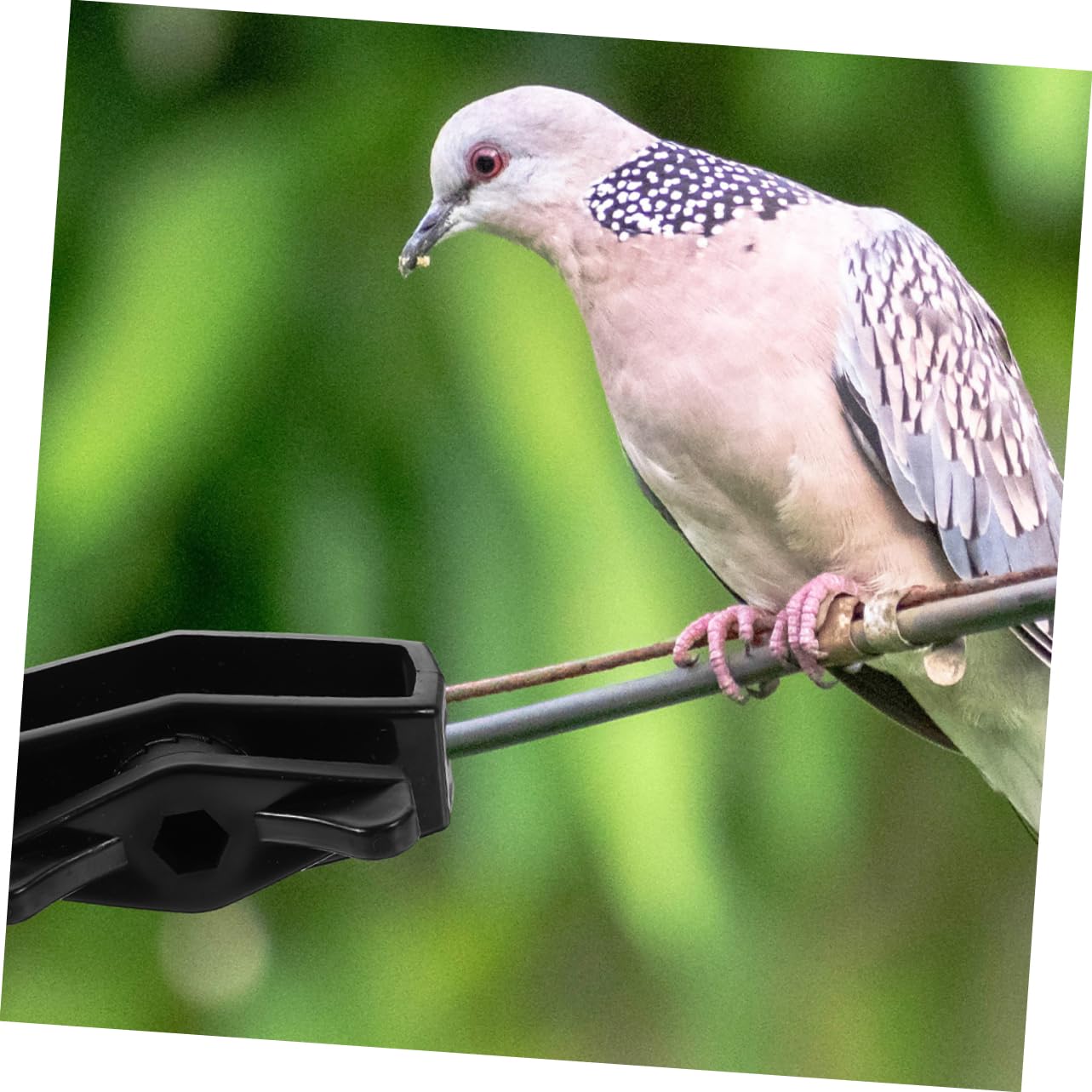 Yardwe 4 Set Di Tenditori Per Funi Per Recinzioni Tenditori Per Cavi in ​​plastica Tenditore Da Giardino 8 Pezzi * 4