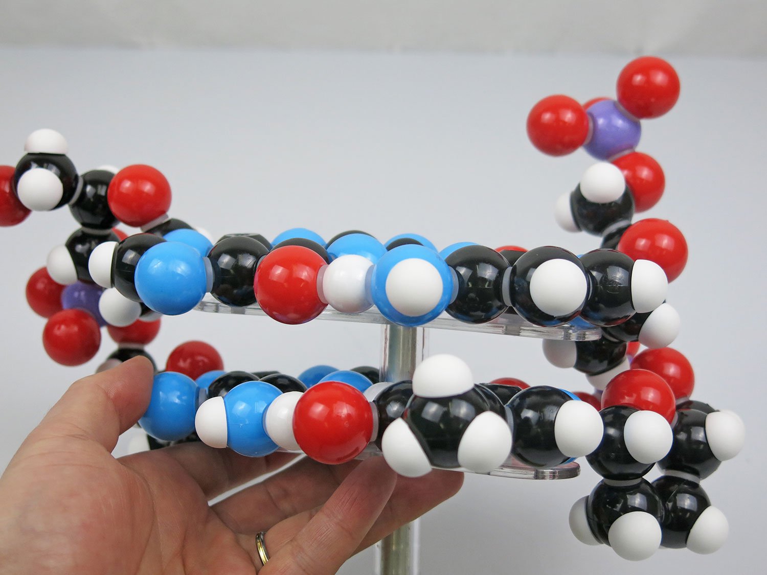 Amazon | DNA分子模型組立キット・2層 - 分子模型の世界標準 molymod
