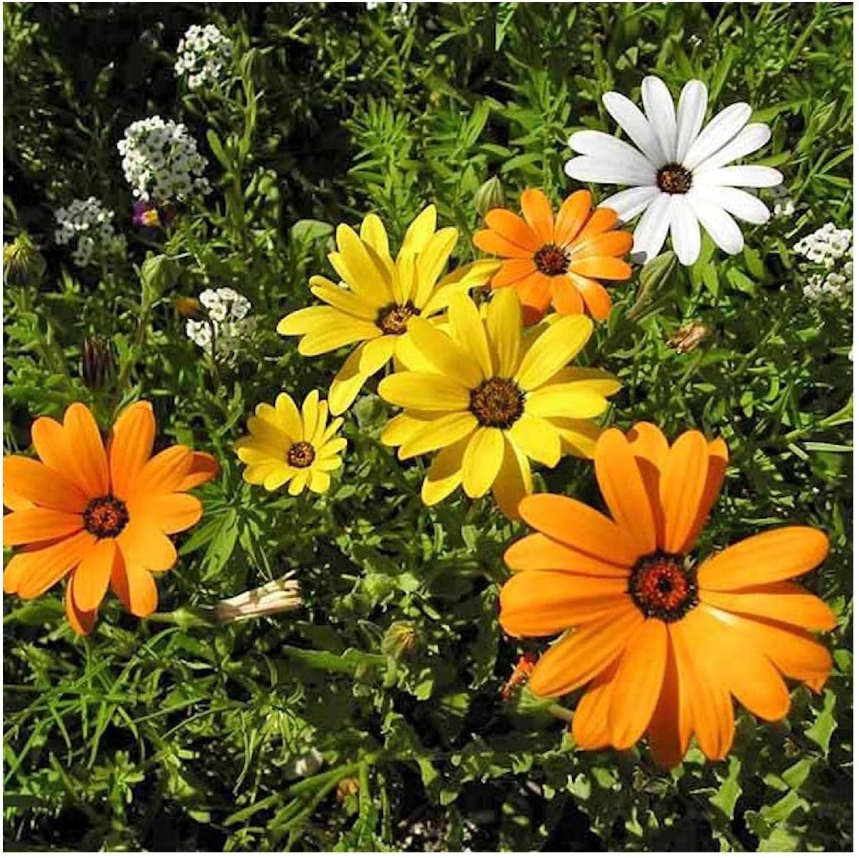 Everwilde Farms - 1 Lb African Daisy Wildflower Seeds - Gold Vault