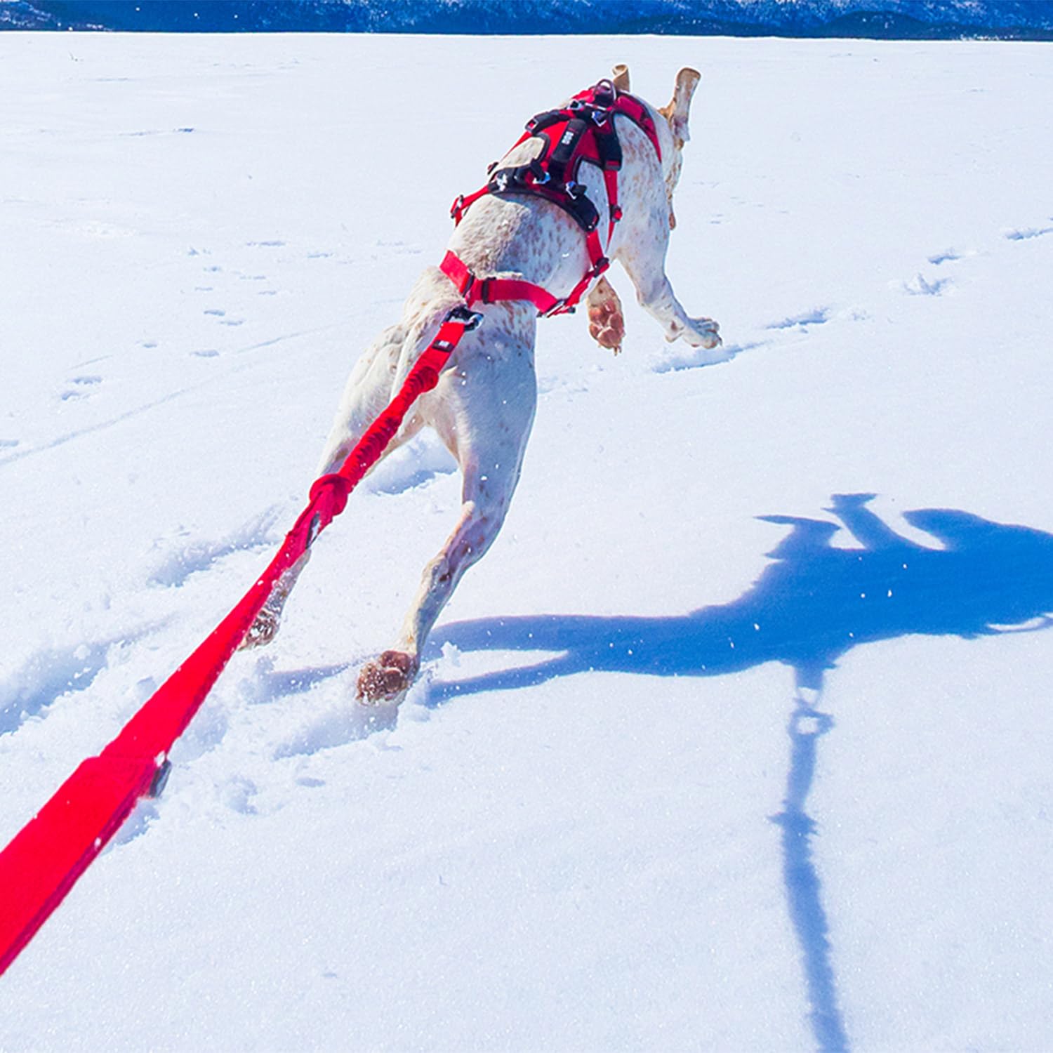 Canicross/Canirando Comfort Trek, Guinzaglio, colore: rosso
