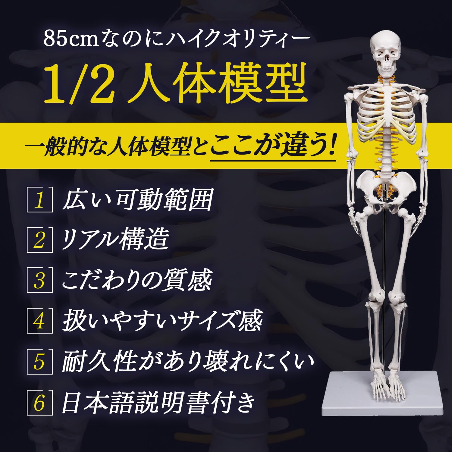 Amazon.co.jp: [MRG] [理学療法士監修] リアルな再現性 人体模型 骨