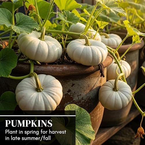 Miniatura 3 de Semillas de calabaza apiladoras planas blancas para plantar (10 semillas)