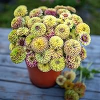 Vista 89 de Eden Brothers - Semillas de zinnia, cactus con flores, sin OMG, plantar en primavera, paquete, flores de bajo mantenimiento, zonas 3, 4, 5, 6, 7, 8