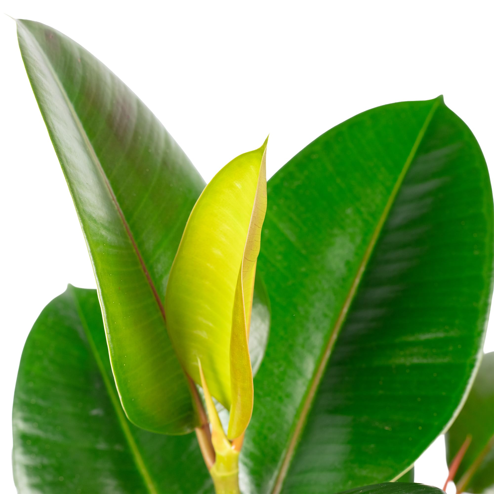 Gummibaum verzweigt - pflegeleichte Zimmerpflanze, Ficus elastica 'Robusta' - Höhe ca. 50 cm, Topf-Ø 17 cm