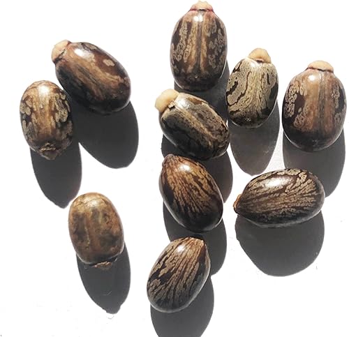 Miniatura 2 de Semillas de ricino (Ricinus communis) 30 semillas (0.12 onzas)  Planta de topo, árbol maravilla africano, planta de frijol topo por Smoke Camp Crafts