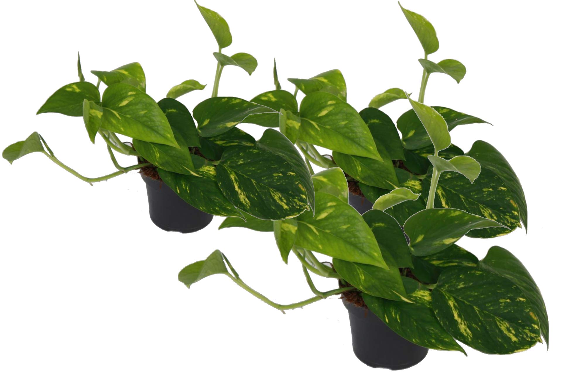Efeutute, Scindapsus, (Epipremnum aureum) Sorte: Aureum, gelb-grnes buntes  Blattwerk, rankend, Ampelpflanze, luftreinigend (3er Set im 12cm Topf) :  Amazon.de: Garten