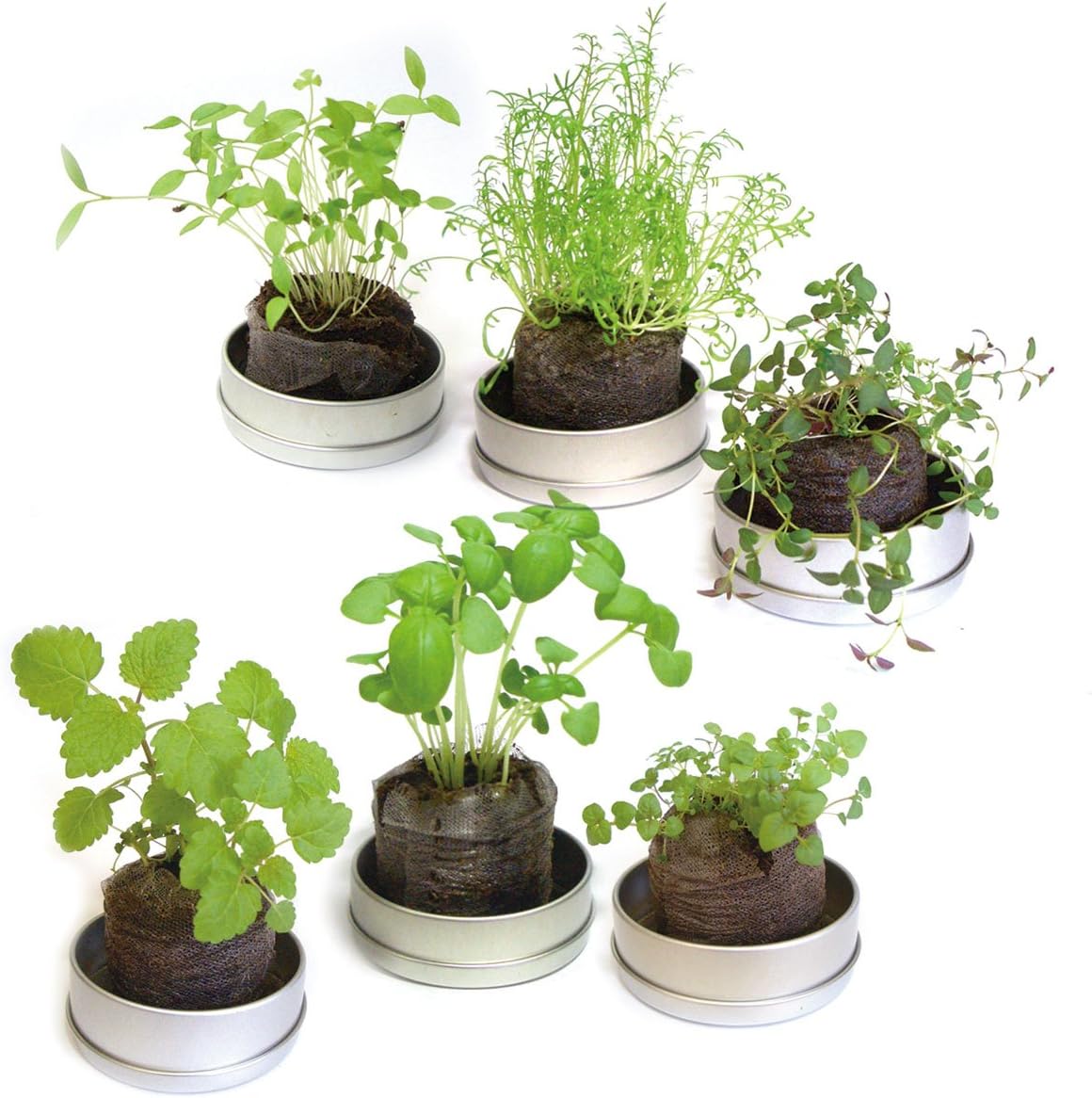 Amazon Co Jp リトルハーブ 小さな栽培セット タイム 栽培キット 家庭菜園 Diy 工具 ガーデン
