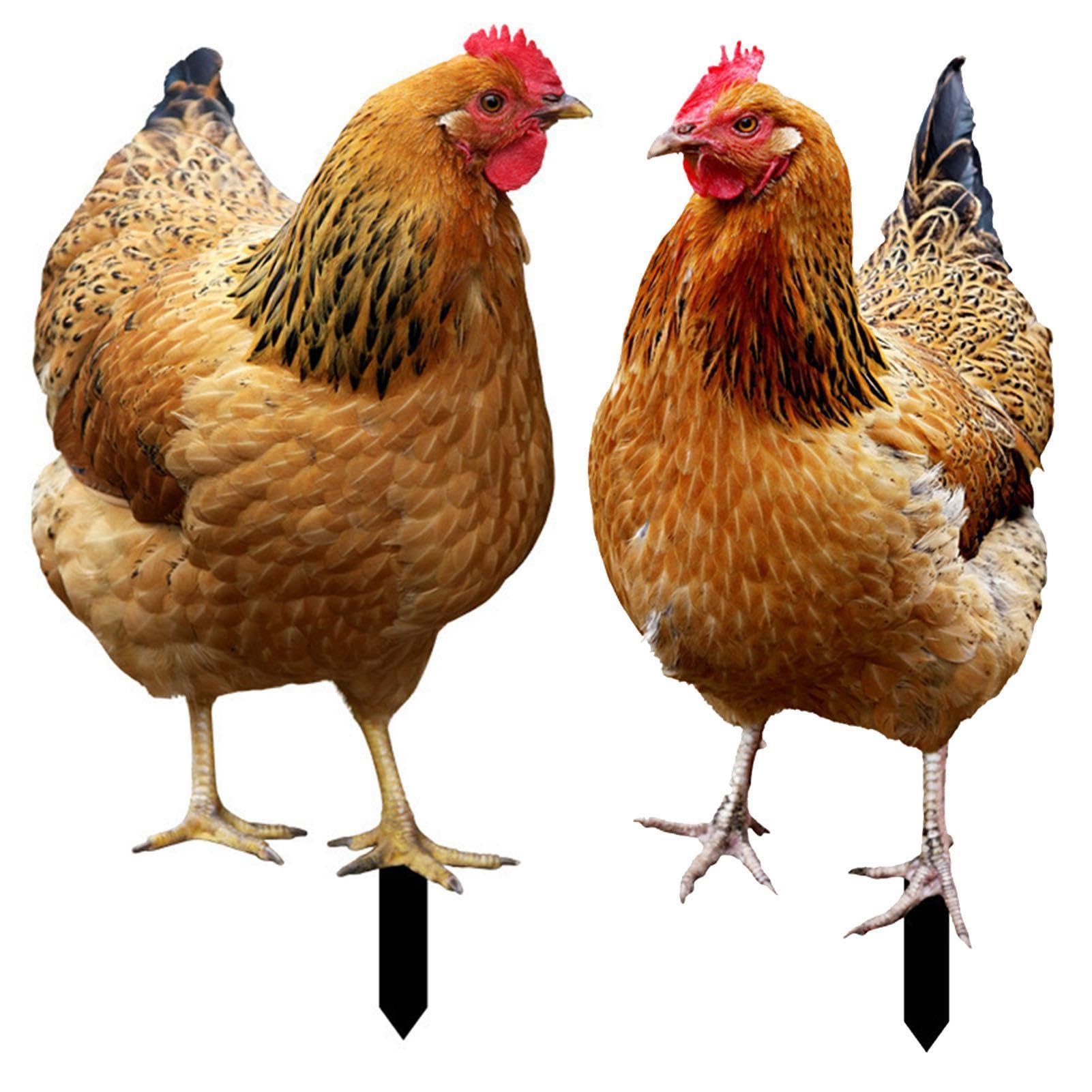 Sculptures réalistes de poule et décors pour jardin et cour extérieure