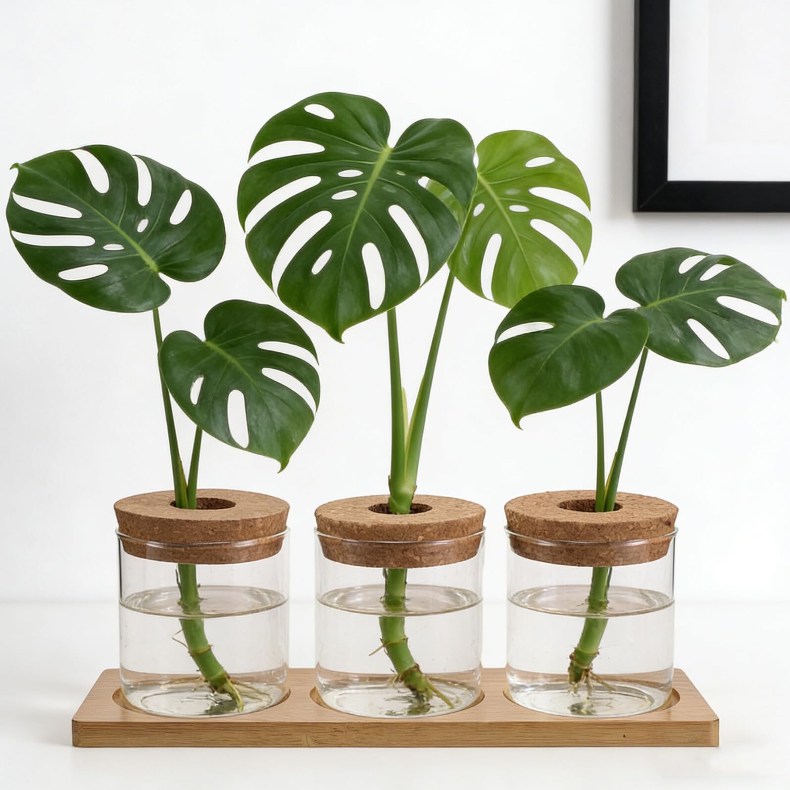 HEMOTON Kit de Propagation Hydroponique pour Plantes Succulentes – Vase en Verre Transparent 8x8 Cm avec Couvercle Perforé et Support Triple – Jardinière de Bureau pour Terrarium