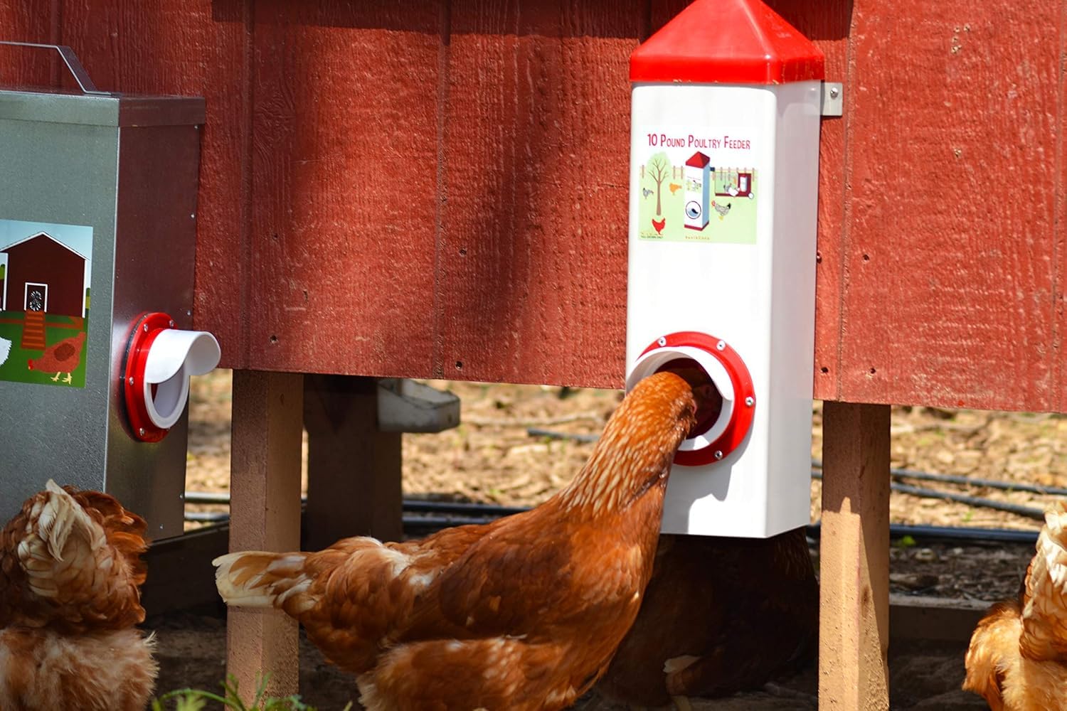 Amazon.com: RentACoop 10lb High Rise BPA-Free Single-Port Chicken