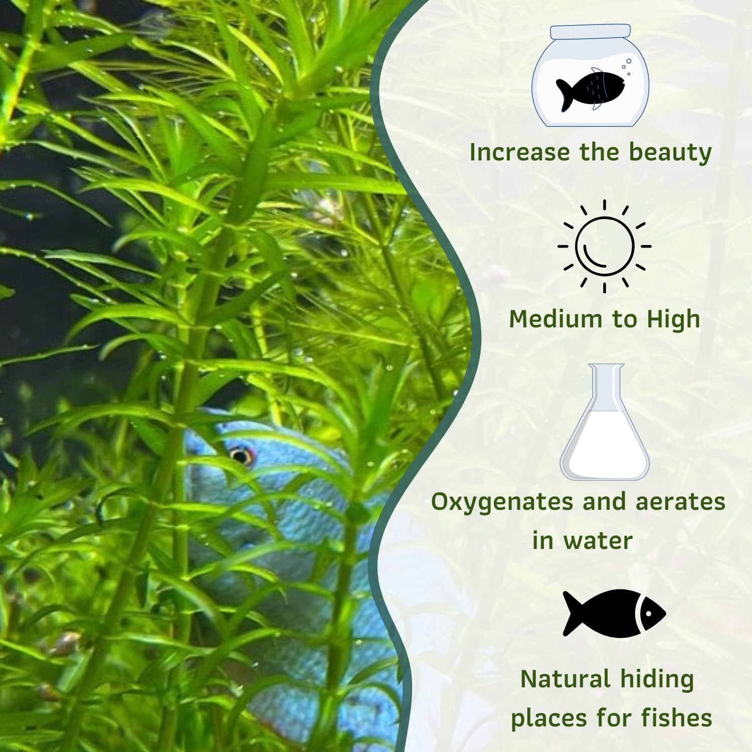 Mainam Anacharis Elodea Densa Tropical Freshwater Live Aquarium Plant Decorations (12 Pack)