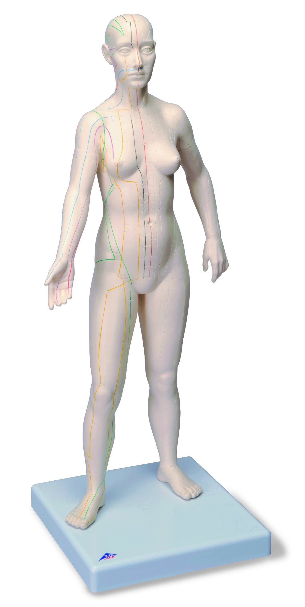 3B Scientific Akupunktur-Figur, weiblich