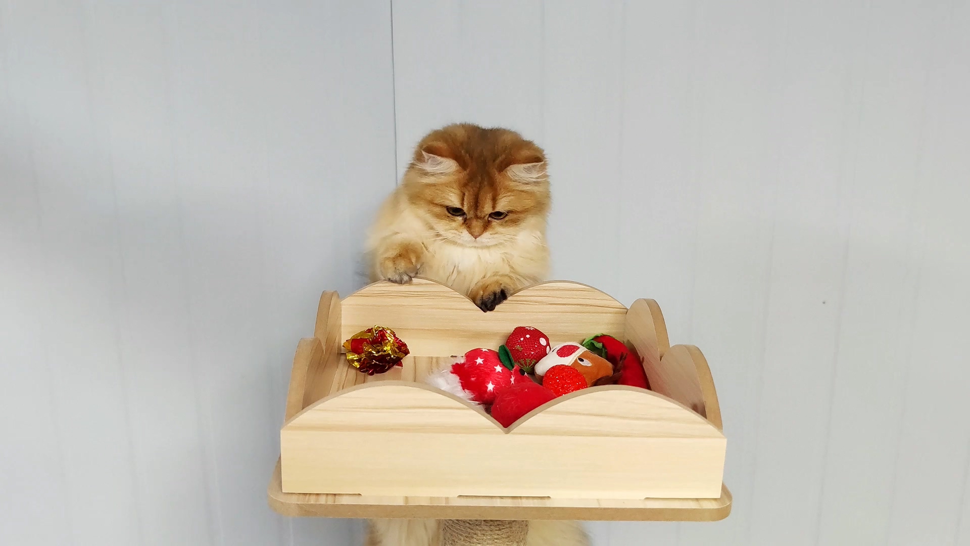 10 Stück Katzenspielzeug Katzeninze äuse Spielzeu Produktbild-Vorschau 1