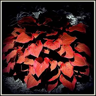 Perennial Hosta Roots Hosta Bulbs Cut Flowers Garden Decorations Living Greens-5bulbs,C