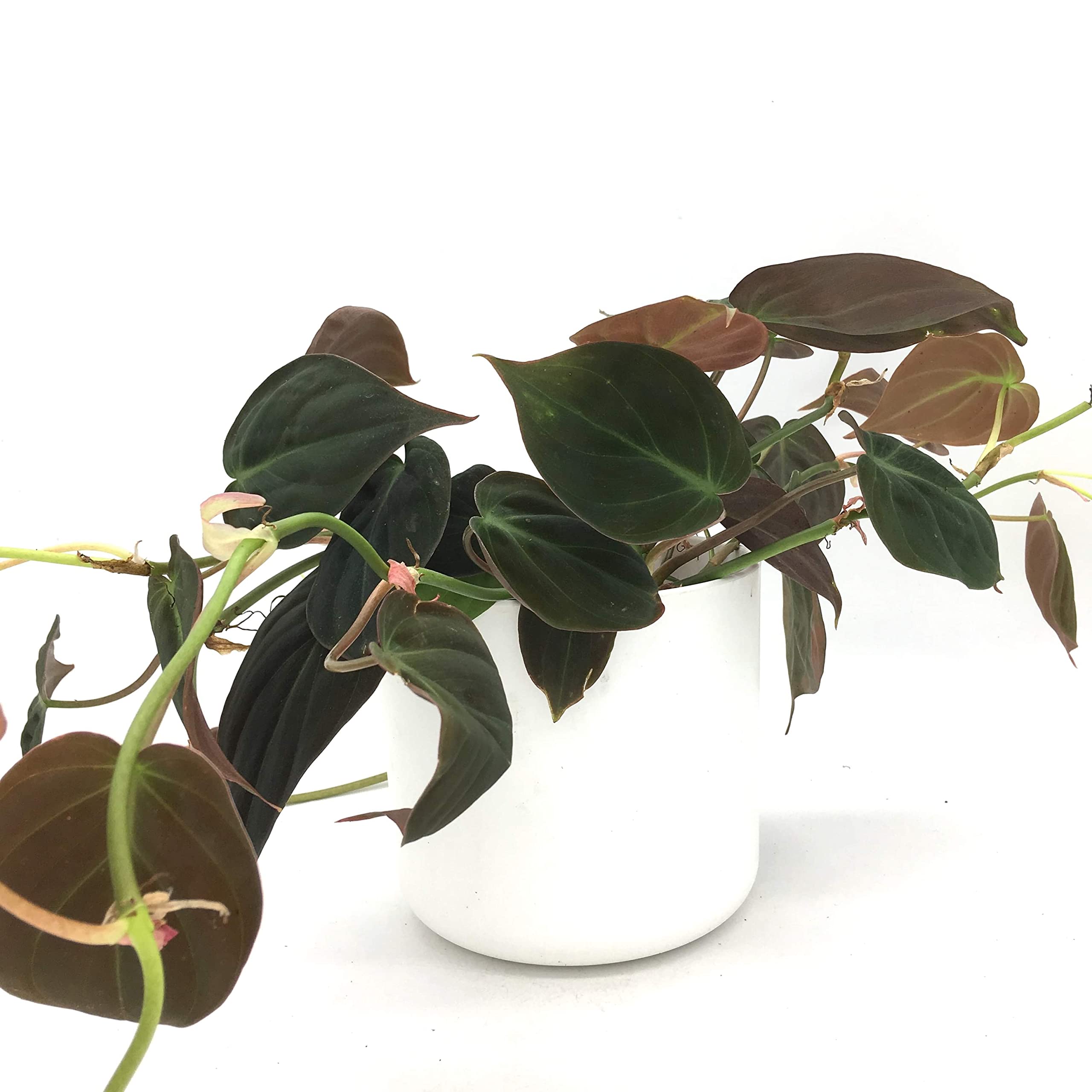 Philodendron micans Trailing houseplant in 12cm Pot