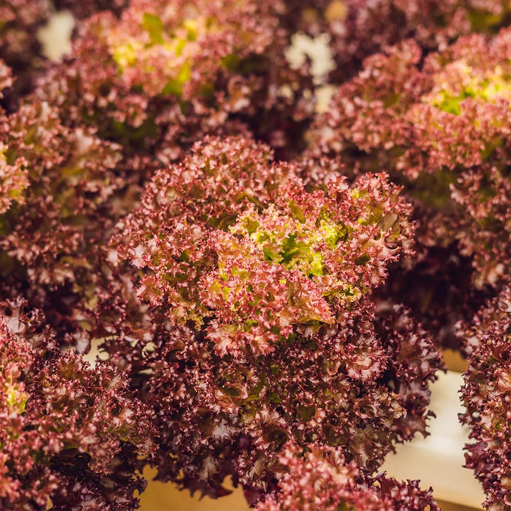 Lettuce Seeds – Riccia Lollo Rossa – Early Crunchy Red Lettuce Variety – Ruffled Leaves, Cut-and-Come-Again, High Yield Garden Salad Leaf Seeds