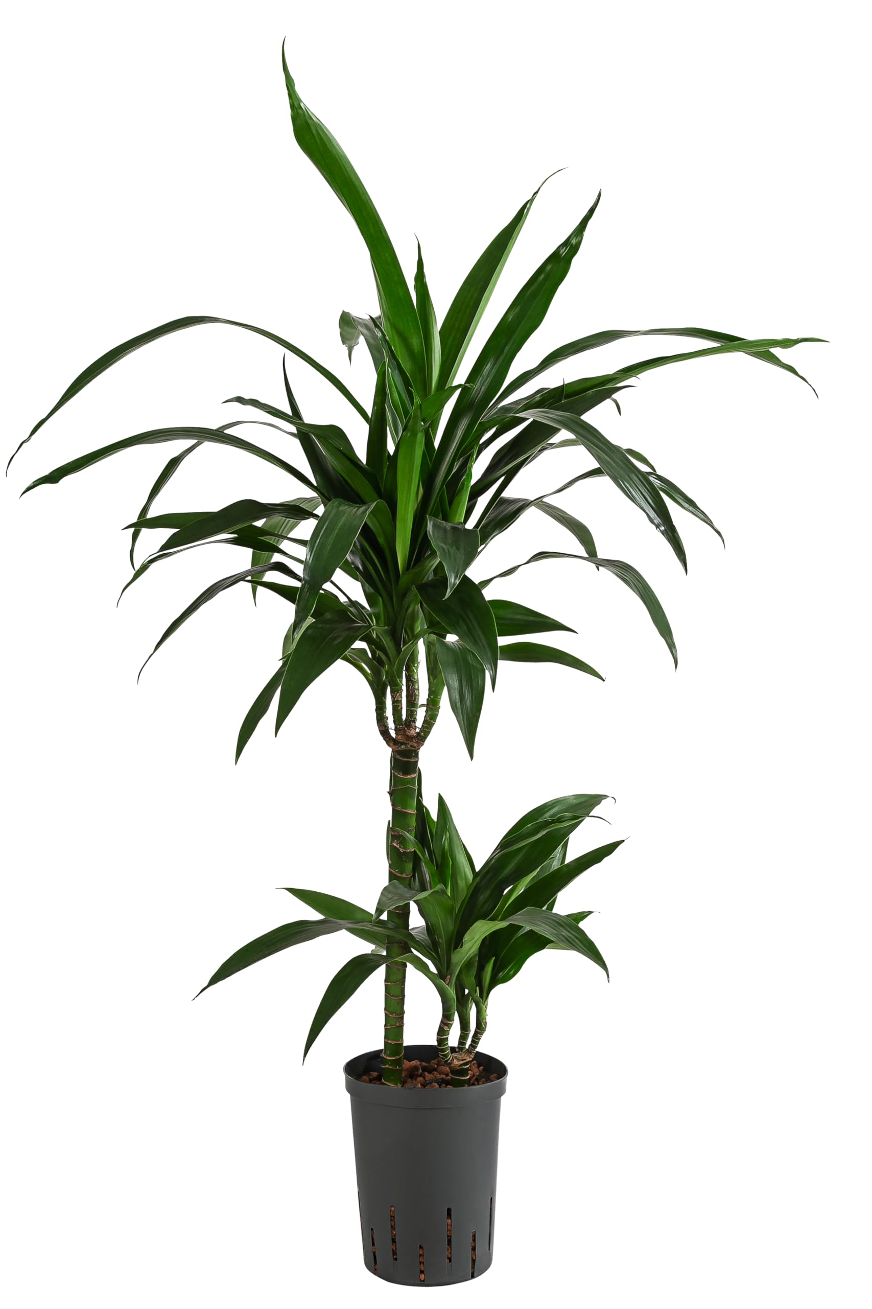 goldfruchtpalme groß Goldfruchtpalme XL | Dypsis