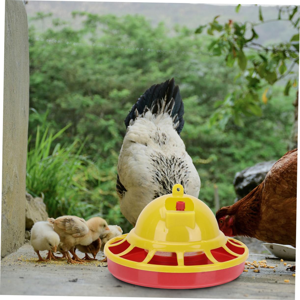 POPETPOP 4 Pièces d'eau pour Pigeons De Nourriture pour Volailles Mangeoire pour Poussins Support d'eau pour Volaille Tasse d'alimentation pour Oiseaux Kit