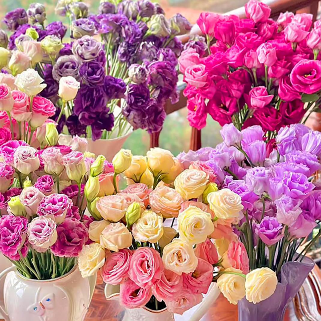 300 szt. Samen Eustoma, Eustoma Grandiflorum Samen, Mischung Eustoma Samen, Bunt Eustoma Samen, Geeignet Zum Pflanzen w Garten und Balkon