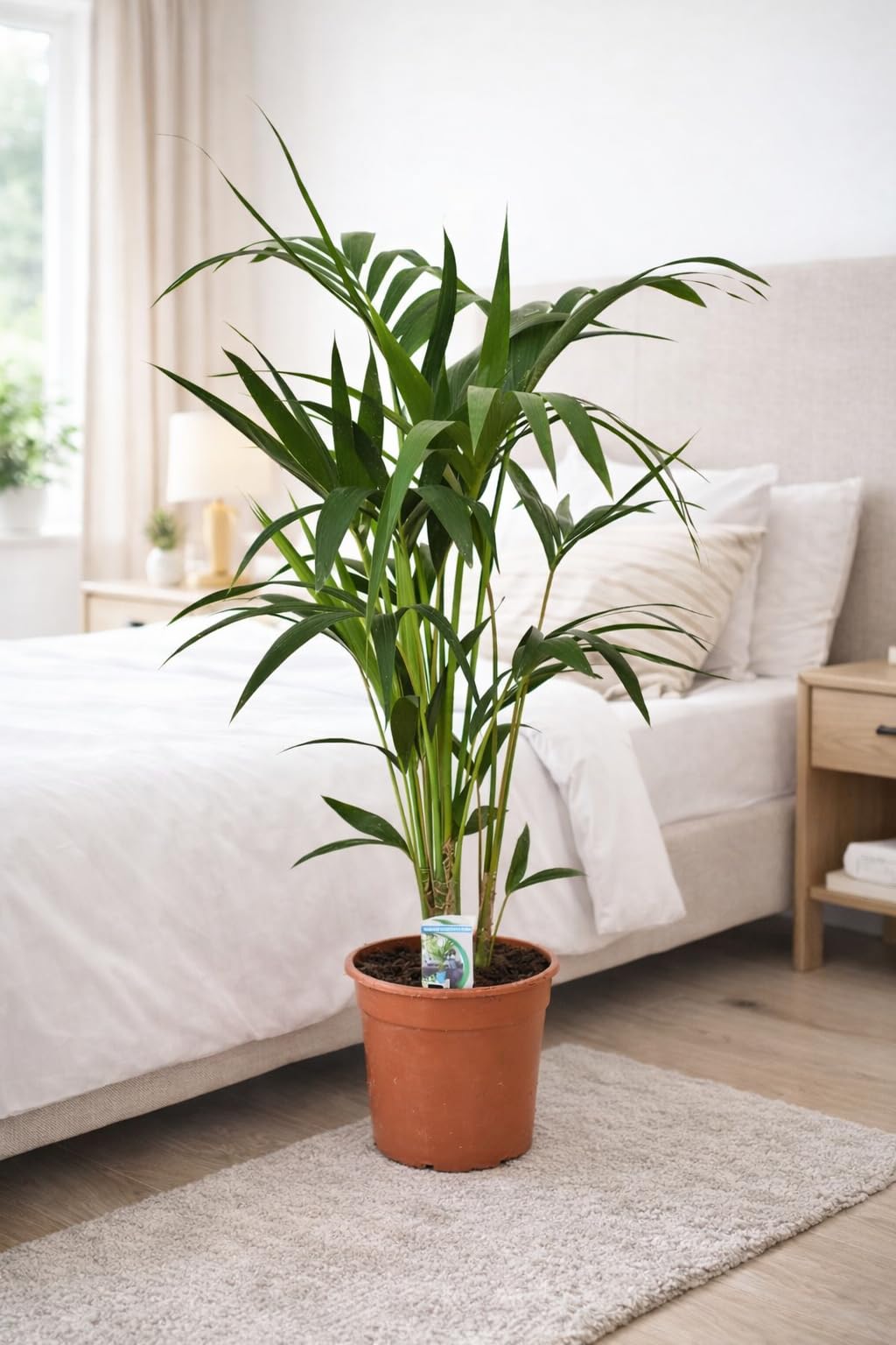Kentia Palme (Howea forsteriana) 100-120 cm - Robuste Zimmerpflanze für Innenräume - Pflegeleichtes Dekoelement für Wohnzimmer, Büro und Schlafzimmer