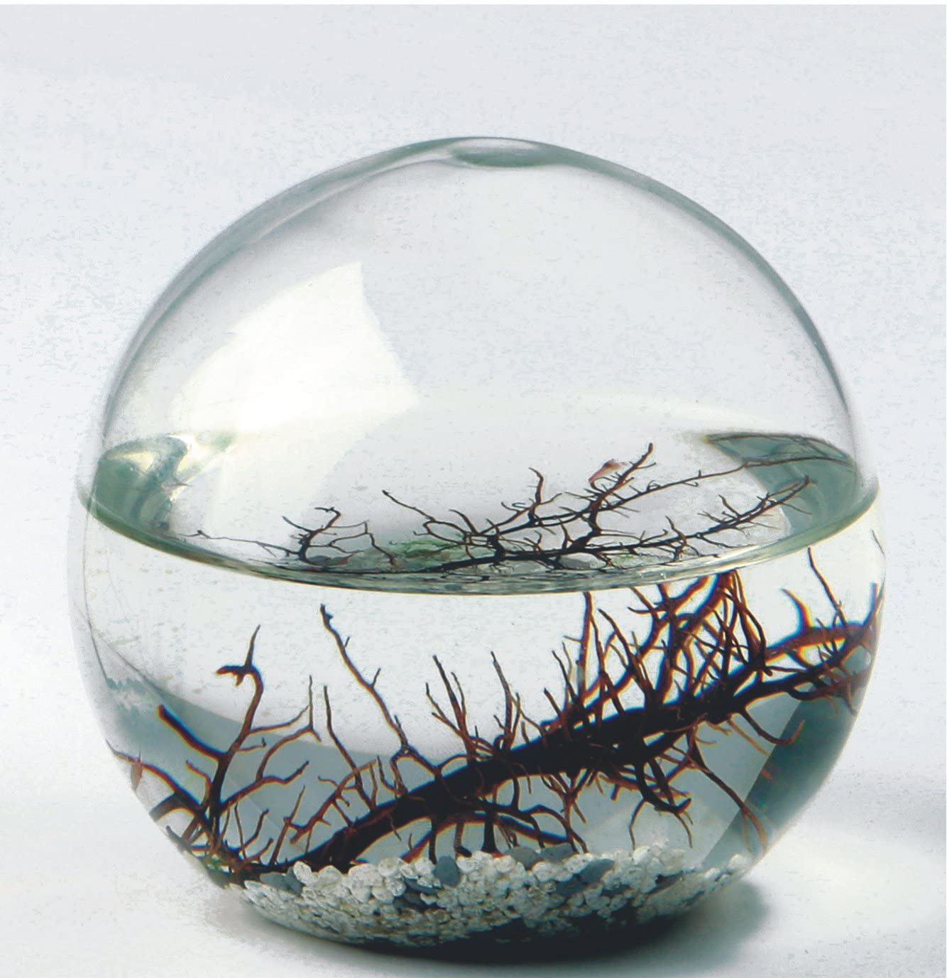 EcoSphere - Miniaquarium aus der NASA Weltraumforschung - handgefertigtes, geschlossenes Ökosystem mit Garnelen - Made in Germany (10cm Kugel)